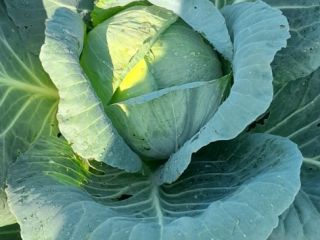 Large industrial quantity !!! One hundred percent organic !!!