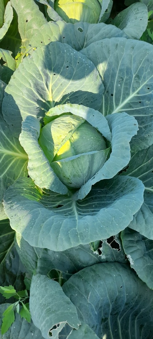 Large industrial quantity !!! One hundred percent organic !!!