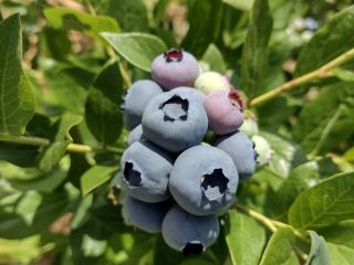 I WILL SELL AMERICAN BLUEBERRY FROM OWN PLANTATION. POSSIBLE