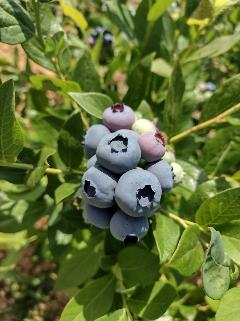 I WILL SELL AMERICAN BLUEBERRY FROM OWN PLANTATION