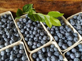 Fresh blueberry from its own plantation, about 100 kg