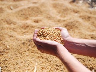 Soybeans are another product we grow and harvest. We