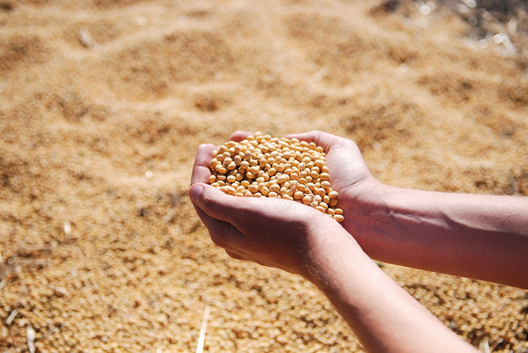 Soybeans are another product we grow and harvest