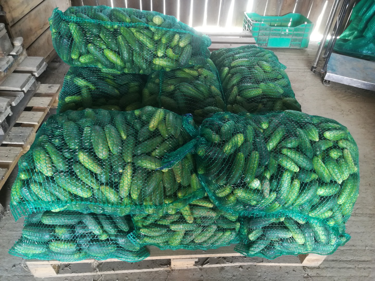 I will sell cucumbers, large quantities, 3 kinds