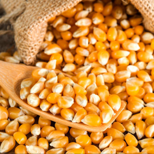YELLOW CORN Maize/Corn Product Name Yellow Maize Purity 98 % min Grade 2& 3 Moisture 14% max Protein 10% min Foreign Matter 2-3 Max Weevil Led seed 2-3 % max