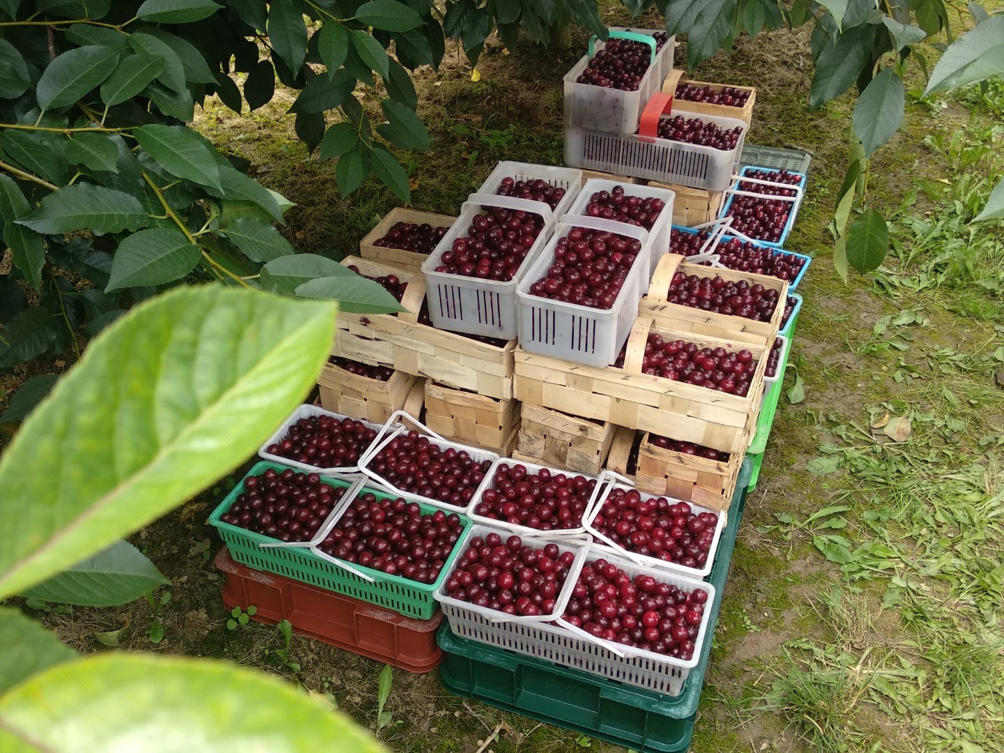 It offers grape cherries and Łutówka