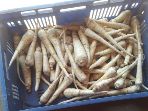 I will sell ARAT parsley from a cold store