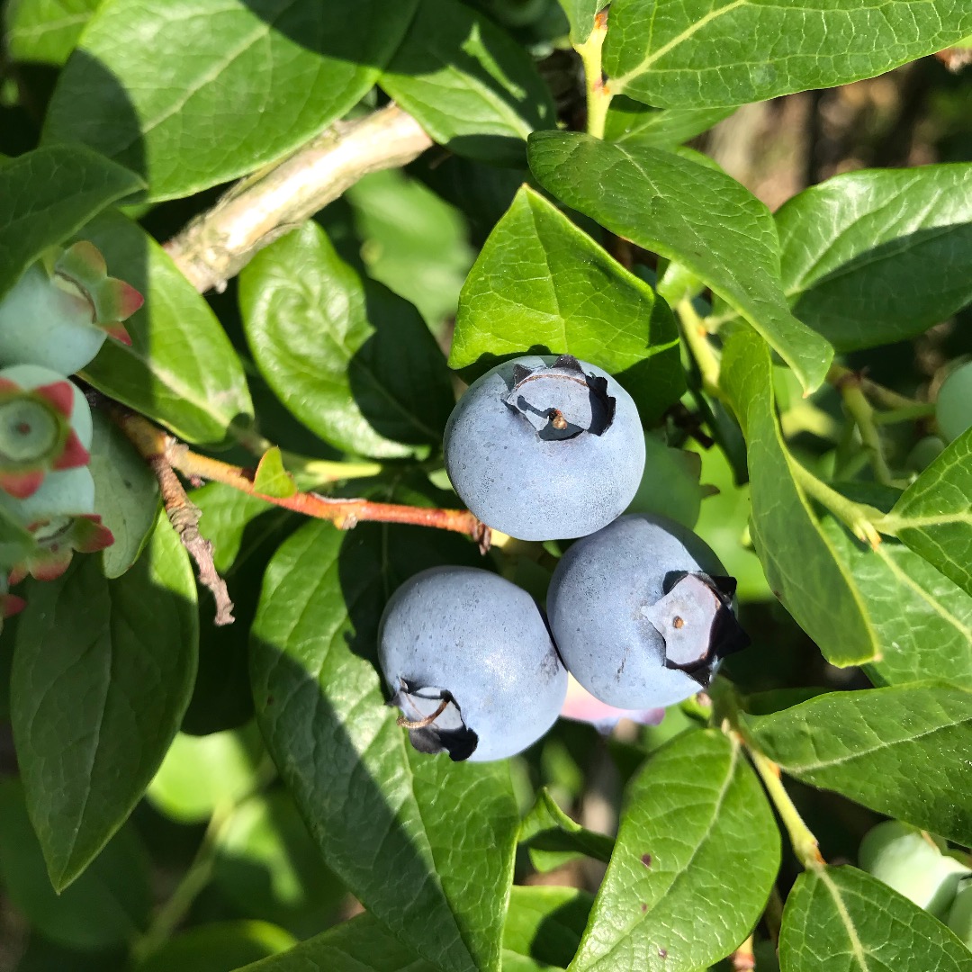 Bluecroop