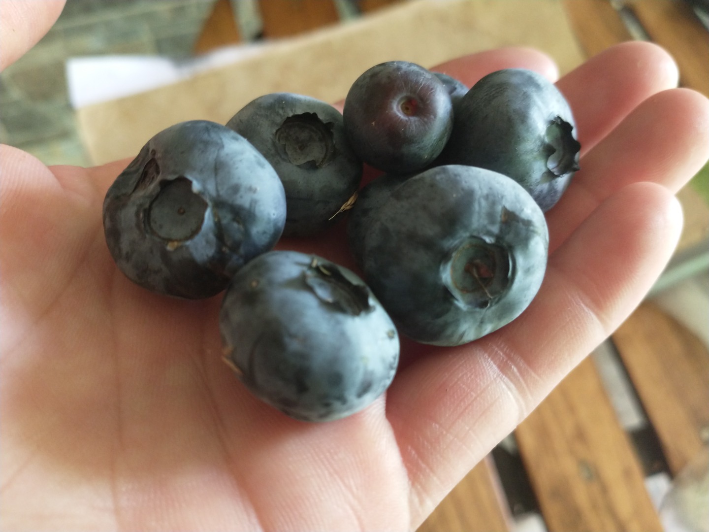 I will sell blueberry fruit from my own plantation