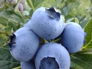 I will sell American blueberry about 300 kilograms a