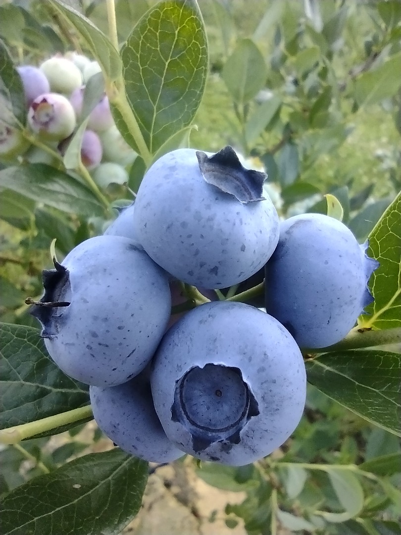 I will sell American blueberry about 300 kilograms a week
