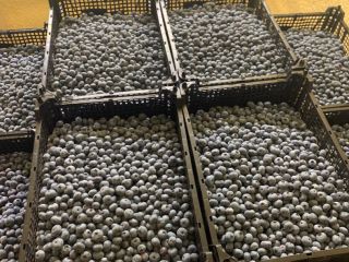 I will sell blueberry, wholesale quantities. Bluecrop variety, caliber