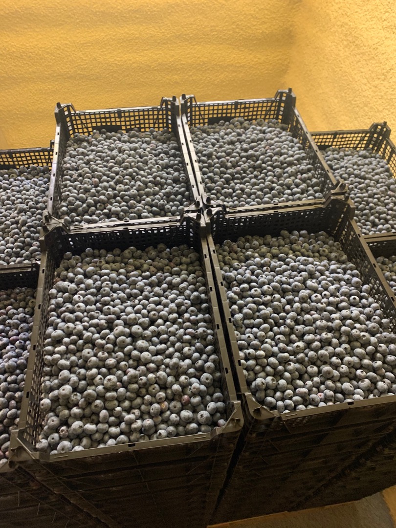 I will sell blueberry, wholesale quantities