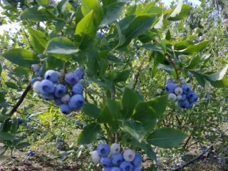 I will sell blueberries from a family farm near