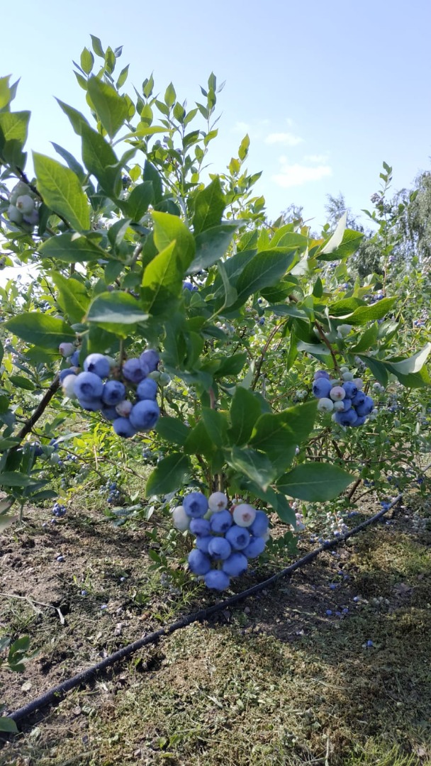 I will sell blueberries from a family farm near Środa Wlkp
