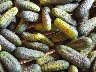 I will sell cucumbers, picked every 2 days. 3
