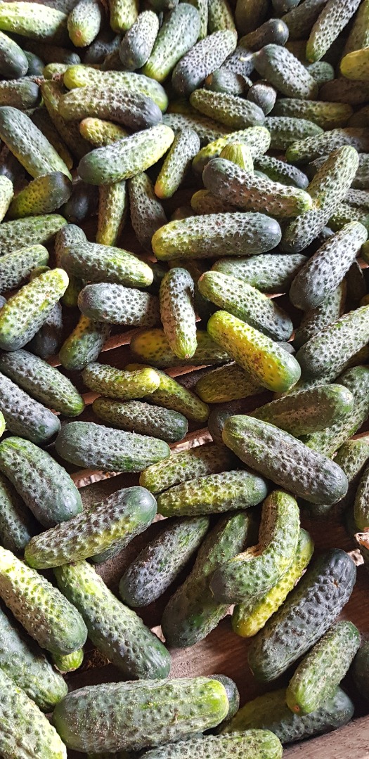 I will sell cucumbers, picked every 2 days