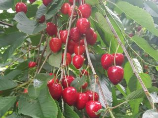 for sale cherries REGINA I also have a raspberry