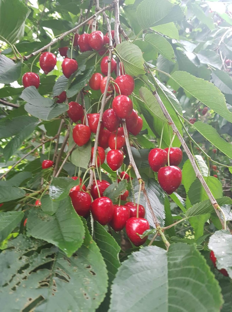 for sale cherries REGINA I also have a raspberry and black tunnel
