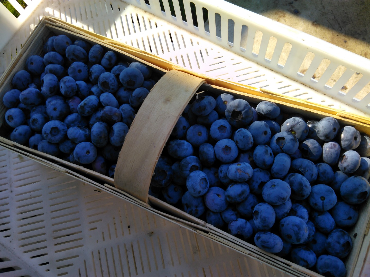 blueberry for sale