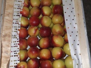 Good day! Musaevs Exim & Consulting provides Fruits and