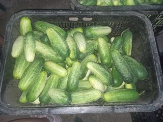 I will sell organic field cucumber - from 11