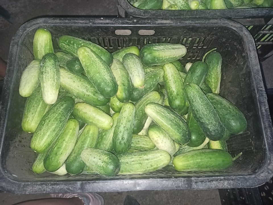 I will sell organic field cucumber - from 11 cm