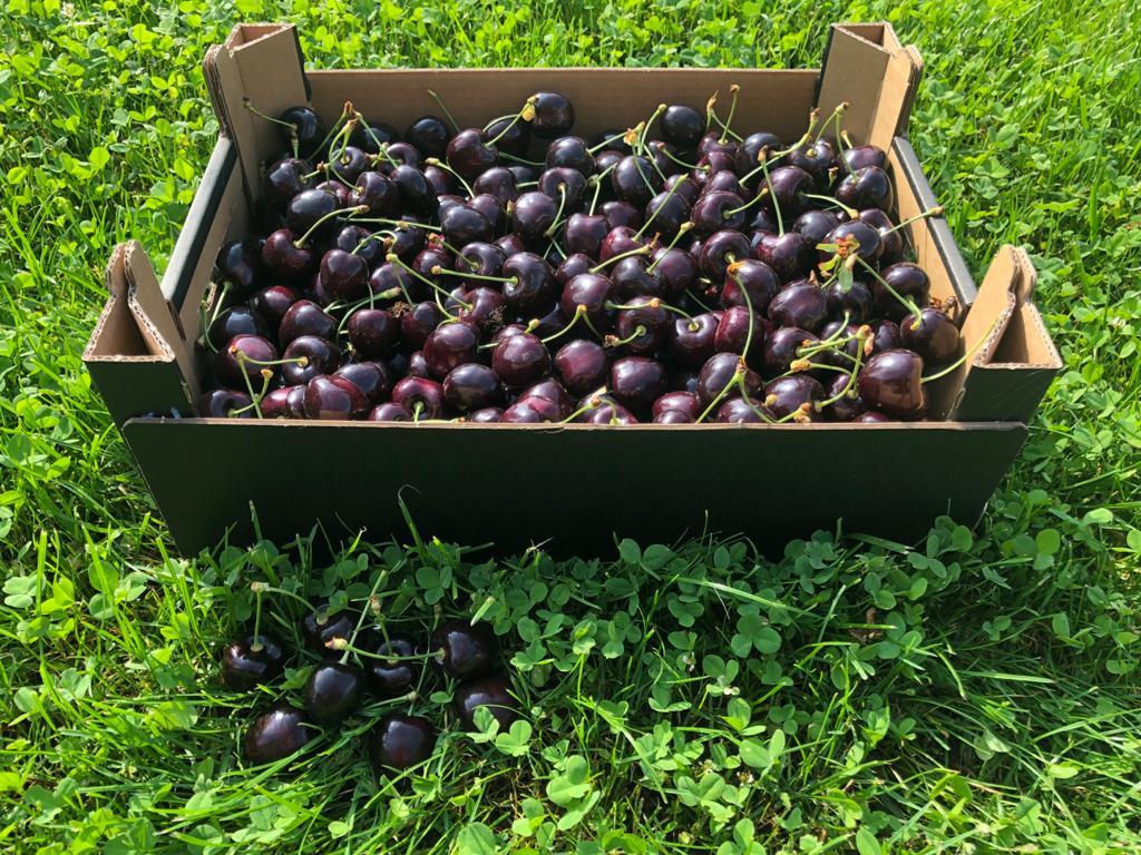 Sweet cherries from Poland