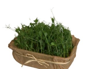 Hello, we are growing microgreen plants. “Microgreen is the