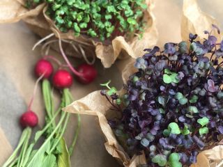 Hello, I am selling microgreen. Red coral radish; Violet