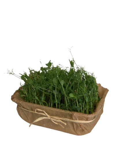 Hello, we are growing microgreen plants