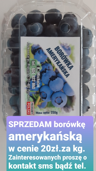 American blueberry from organic farming at home