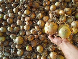 I will sell Winteria winter onion, sack