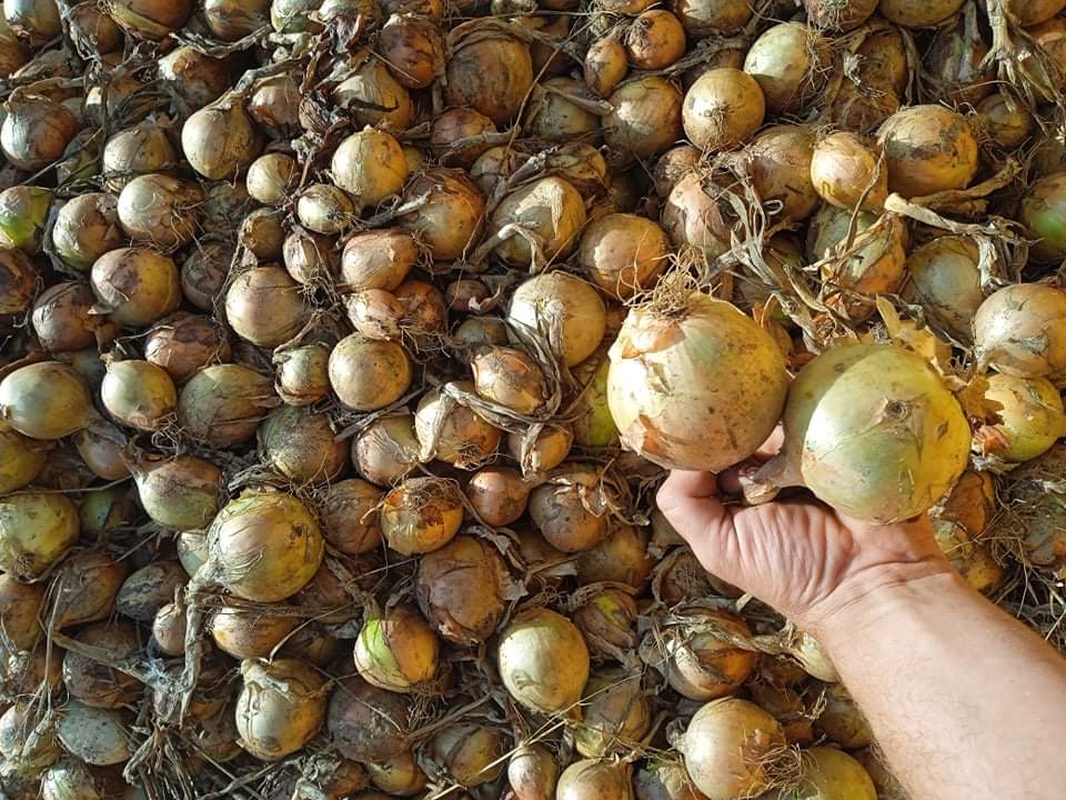 I will sell Winteria winter onion, sack