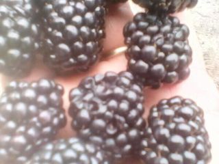 I am selling sweet blackberries from the Thornfree variety.