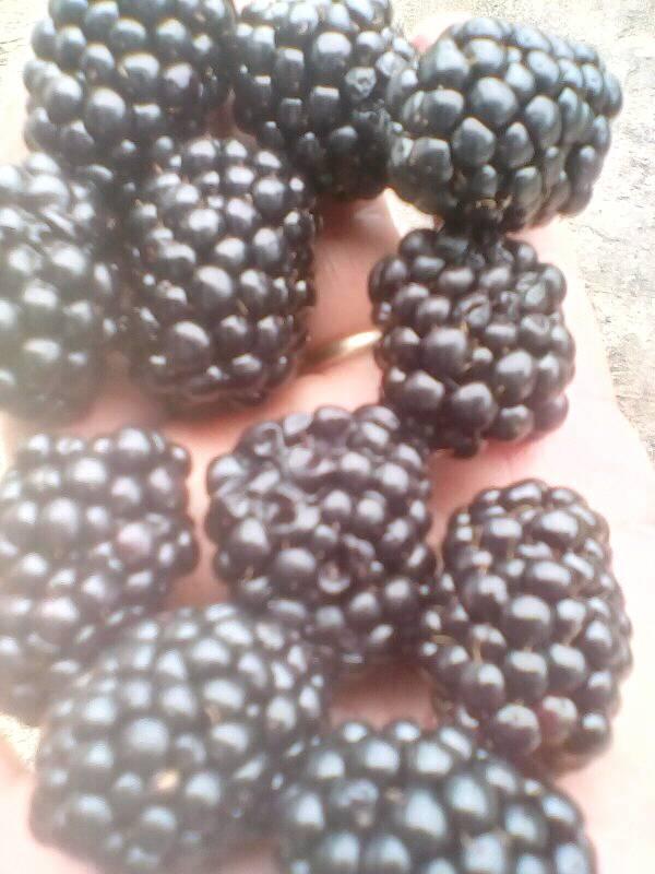 I am selling sweet blackberries from the Thornfree variety