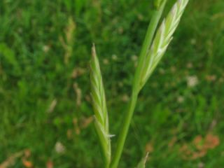 Hello, I am happy to buy grass seeds of