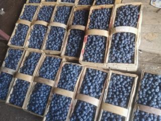 I will sell a beautiful American blueberry. Torn every