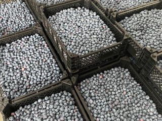 Blueberry Straight From The Farm. Blueberry: Now 4 -