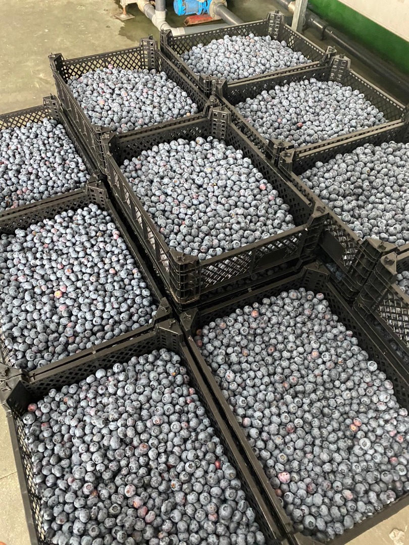 Blueberry Straight From The Farm