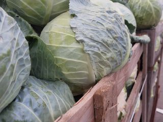 I will sell white cabbage