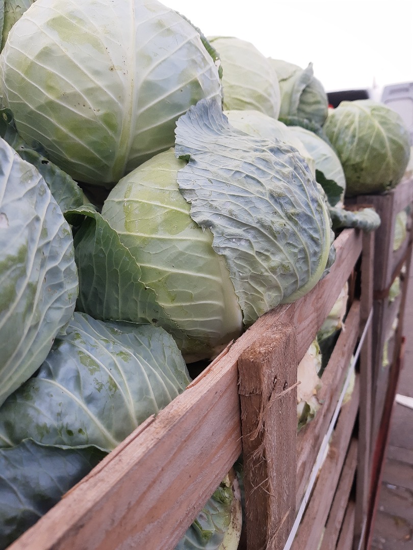 I will sell white cabbage