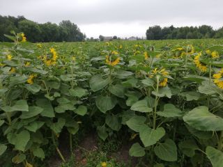 I will sell sunflower hats, full truck loads or