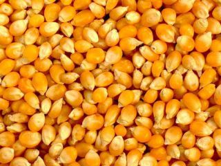 SUNFLOWER OIL whatsap ; email ; ( ) Organoleptic: