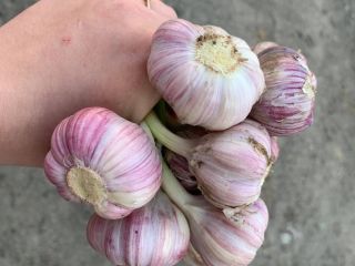 Hello. Harnaś winter garlic for sale. healthy and aromatic