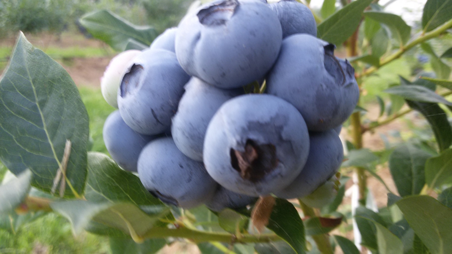 Freshly picked, large