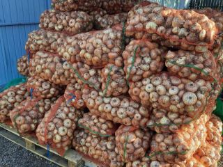 I sell Romanian onions wholesale. Production 2021