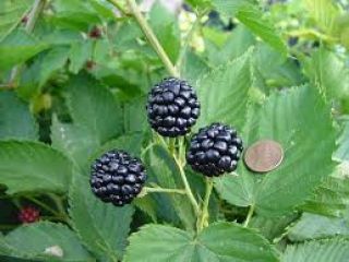 The best thornless blackberry which is great for health
