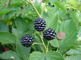 The best thornless blackberry which is great for health
