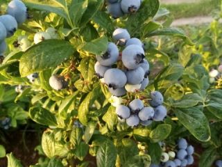 I will sell blueberry, 500 kg daily, fresh, with